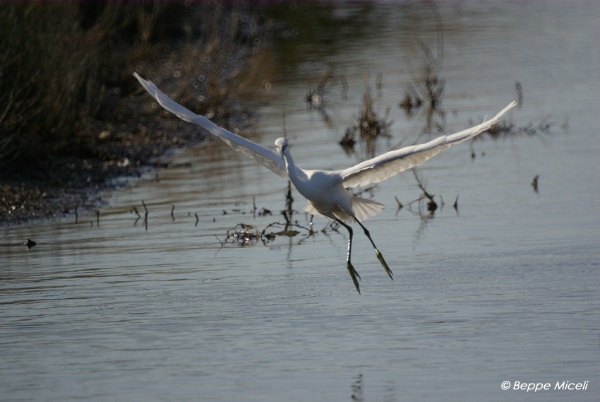 Egretta garzetta - Garzette in caccia